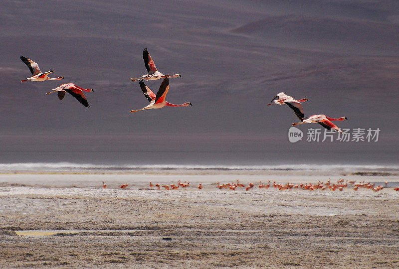 火烈鸟(Phoenicopterus sp)。